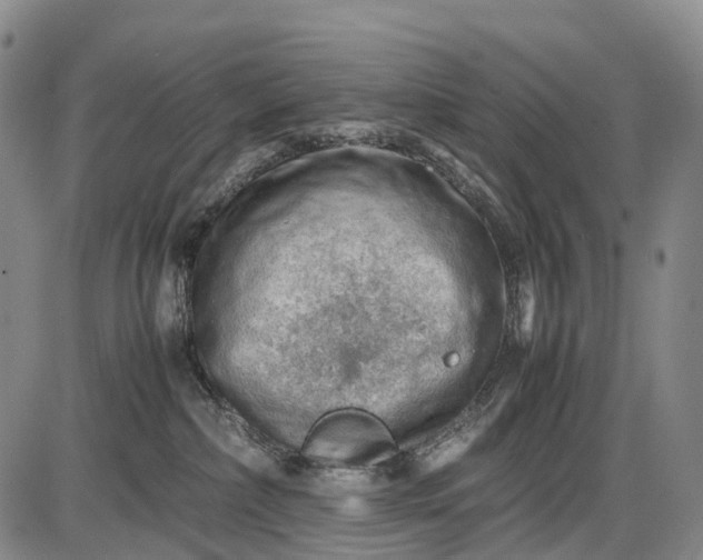 X0000085750236200703301410