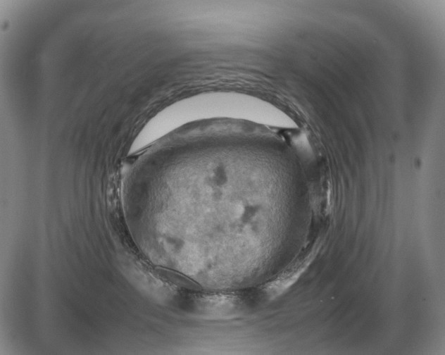 X0000085750237200703301410