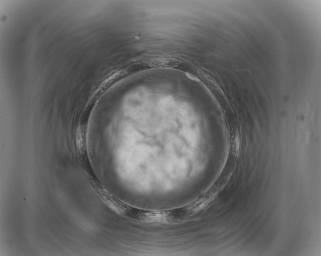 X0000085750335200703301409