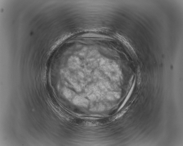 X0000085750346200703301408