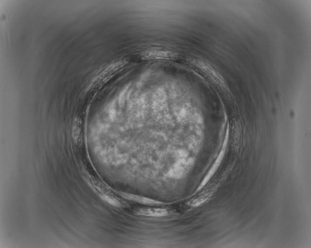 X0000085750361200703301408