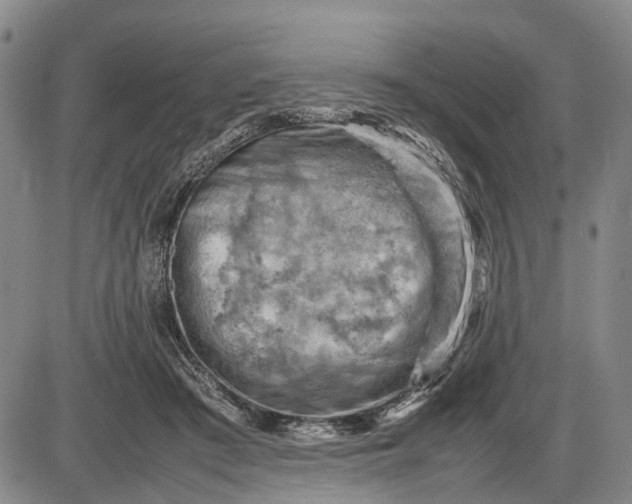 X0000085750409200703301407