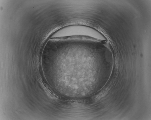 X0000085750434200703301406