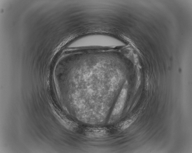 X0000085750443200703301406