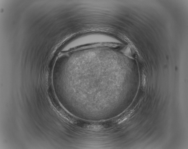 X0000085750444200703301406