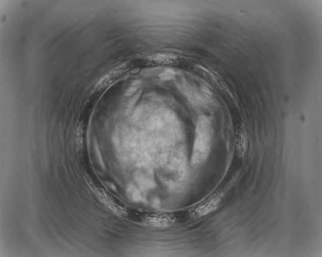 X0000085750466200703301407