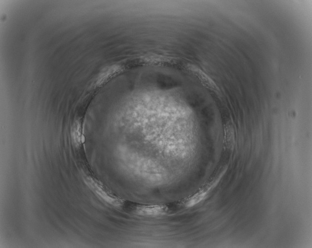 X0000085750479200703301407