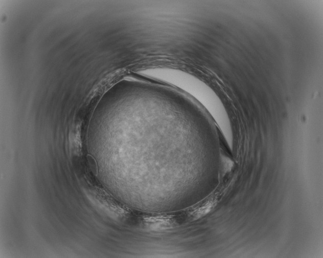 X0000085750516200703301406