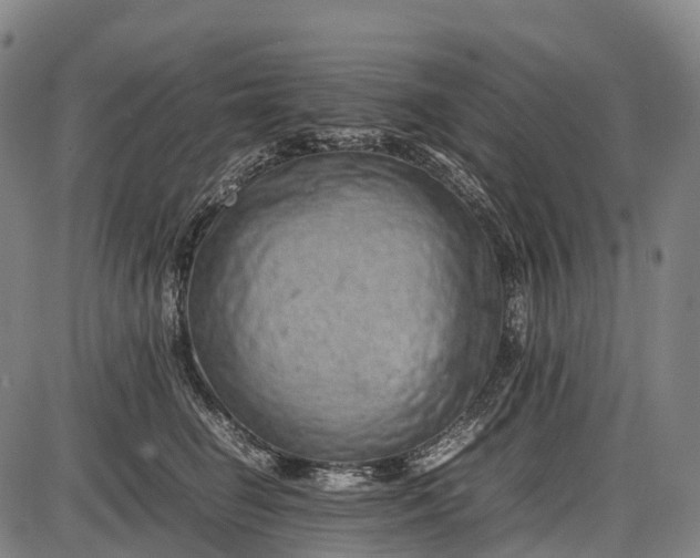 X0000085750662200703301404