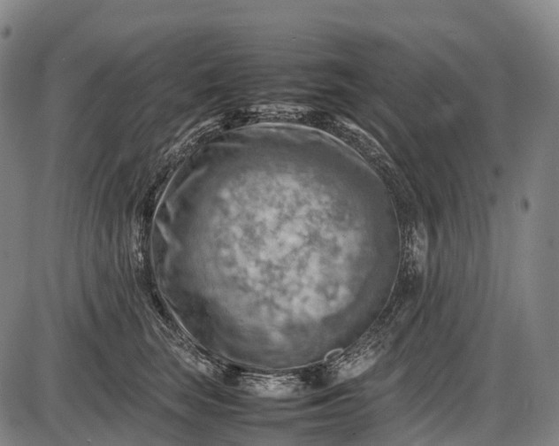 X0000085750663200703301404