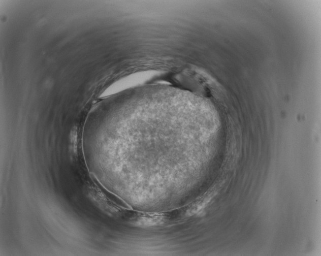 X0000085750720200703301402