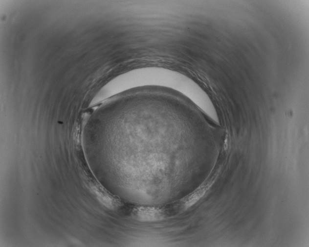 X0000085750766200703301402