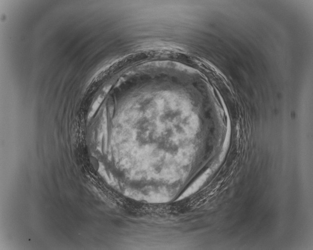 X0000085750775200703301401