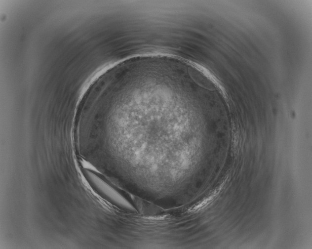 X0000085750943200703301358