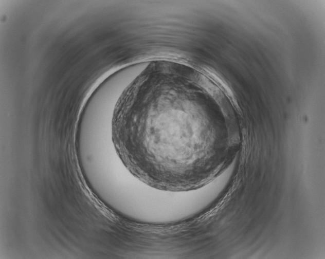 X0000085750948200703301358