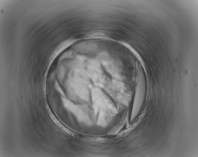 X0000085750957200703301359