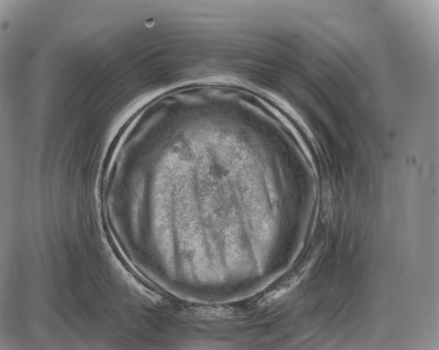 X0000085750959200703301359