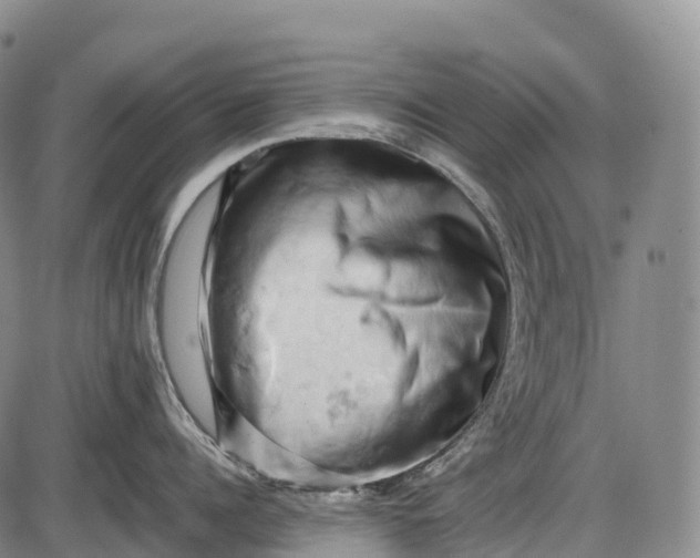 X0000085750960200703301359