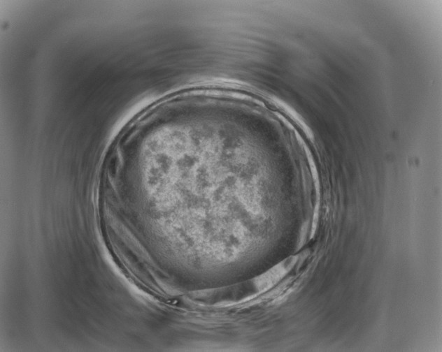 X0000085751007200703301357