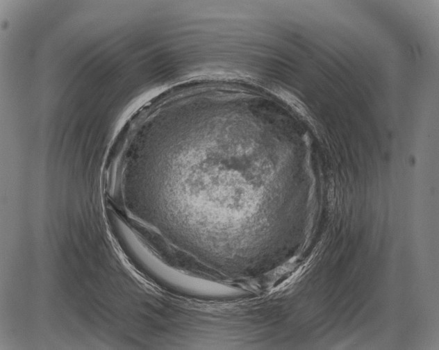 X0000085751030200703301357