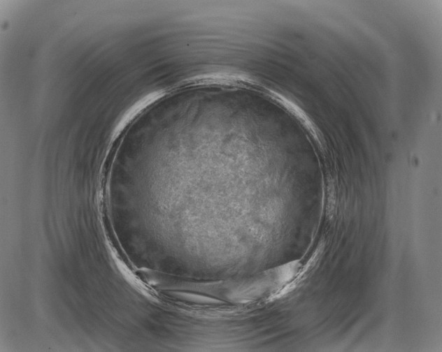 X0000085751042200703301357