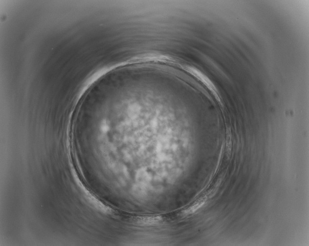 X0000085751055200703301357