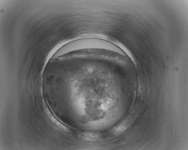 X0000085751102200703301356