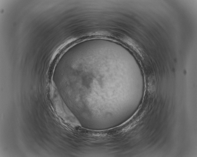 X0000085751117200703301355