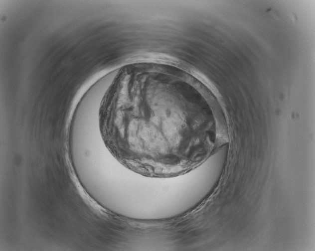 X0000085751152200703301355