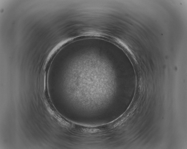 X0000085751323200703301352