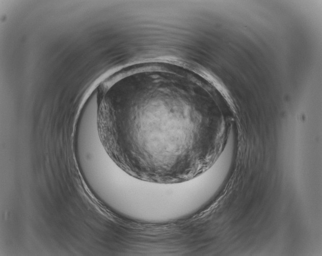 X0000085751332200703301352