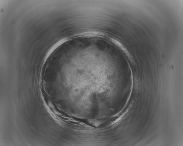 X0000085751426200703301350