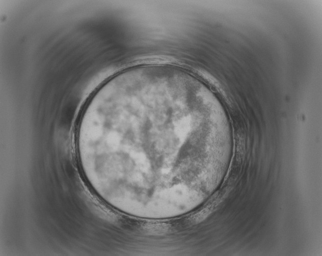 X0000085751466200703301349