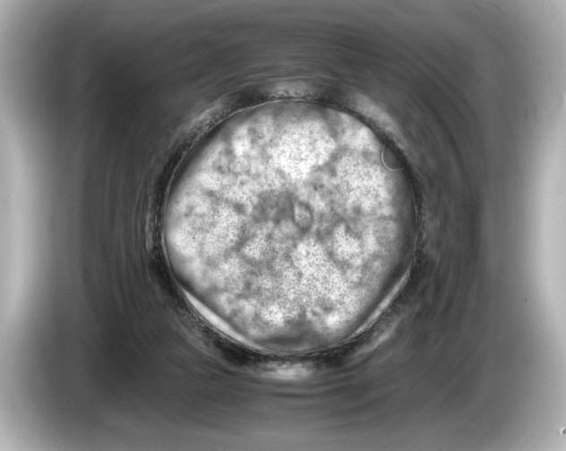 X0000085750161200704091322