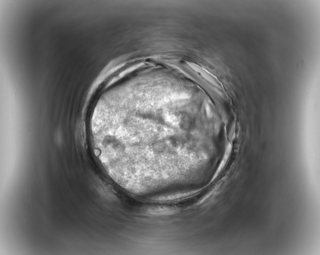 X0000085750198200704091322