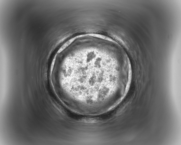 X0000085750299200704091321