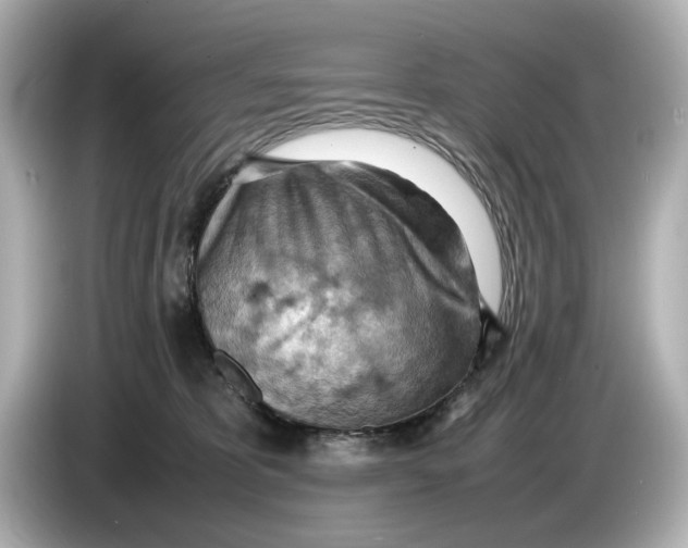 X0000085750325200704091321