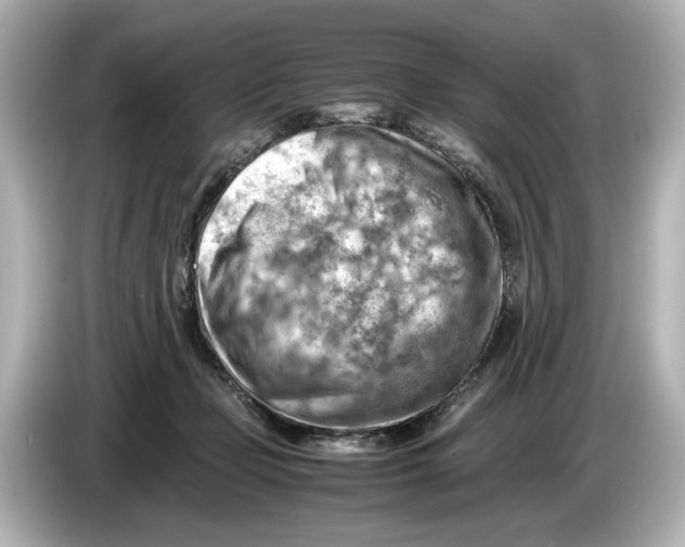 X0000085750365200704091320