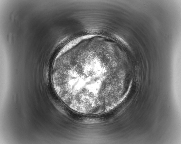 X0000085750494200704091318