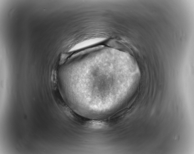 X0000085750528200704091318