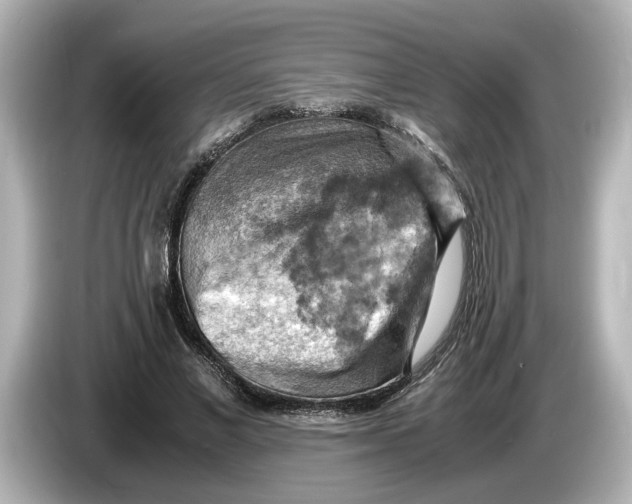 X0000085750685200704091316