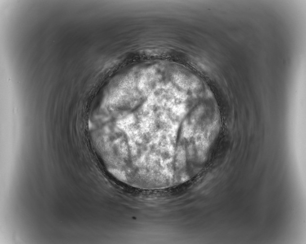 X0000085750817200704091314