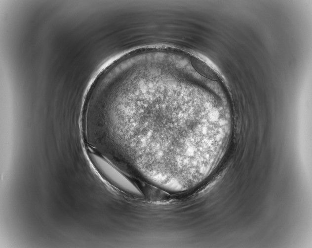 X0000085750943200704091313