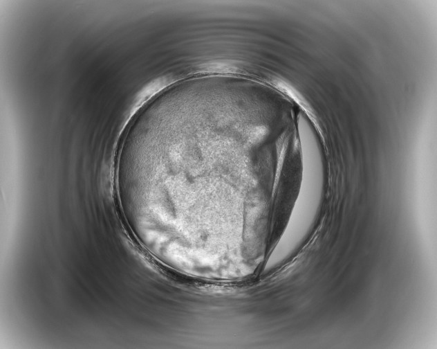 X0000085750994200704091313