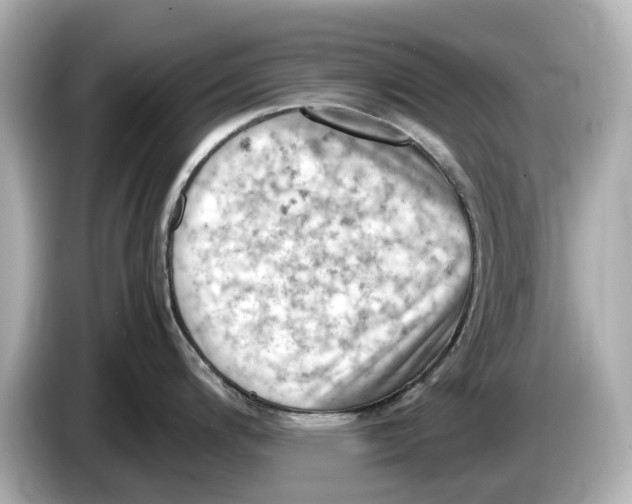 X0000085751200200704091310