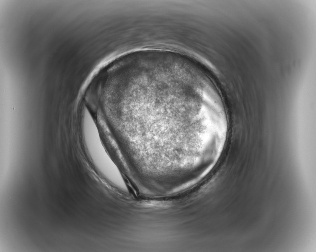 X0000085751506200704091306