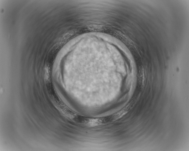 X0000085750130200704131721