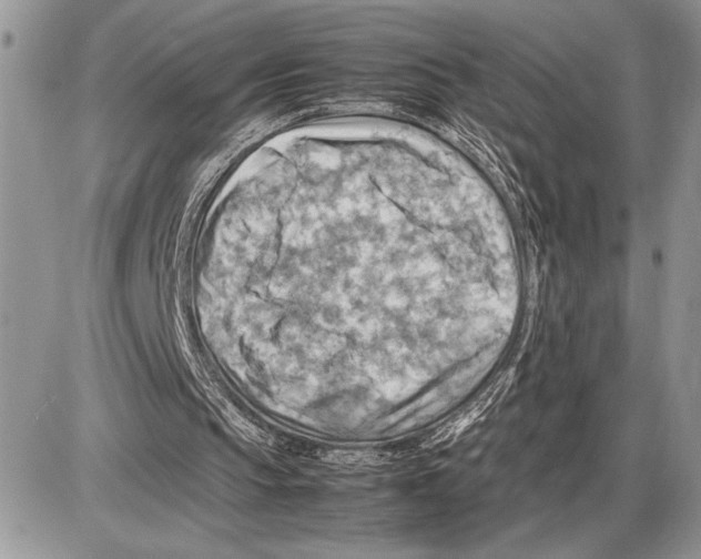 X0000085750145200704131720