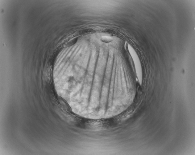 X0000085750325200704131718