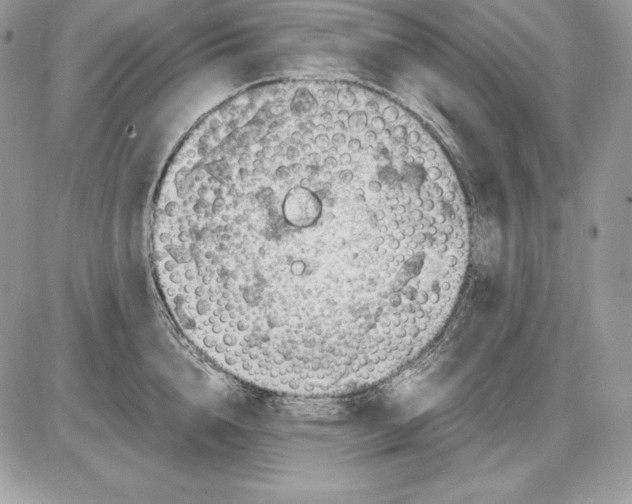 X0000085750856200704131709